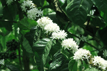 15 ARABICA COFFEE Tree Shrub Seeds - Grow your own coffee!